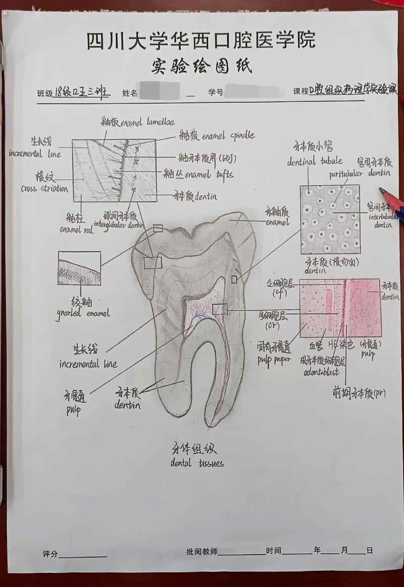 口腔医学包括哪些专业?口腔医学专业包括什么?-第7张图片-职教招生网 口腔医学包括哪些专业?口腔医学专业包括什么?-第7张图片-职教招生网